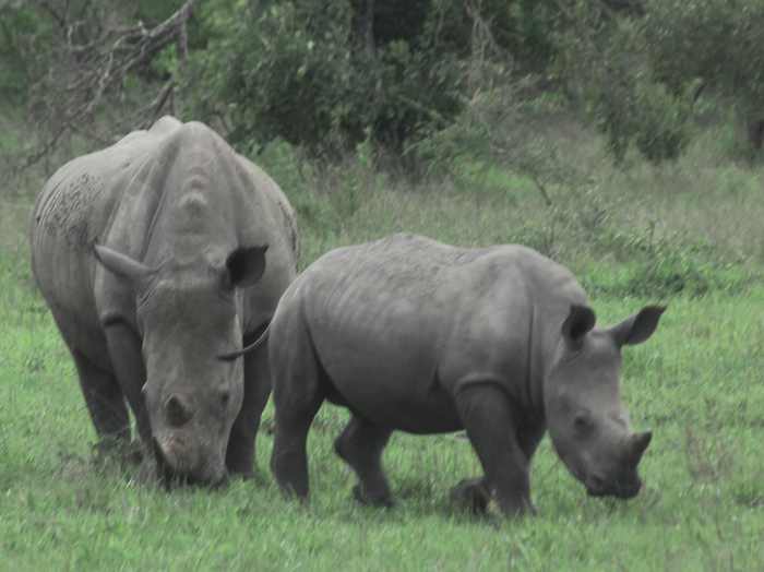 White Rhinoceroses - Calf usually stays in front of mother